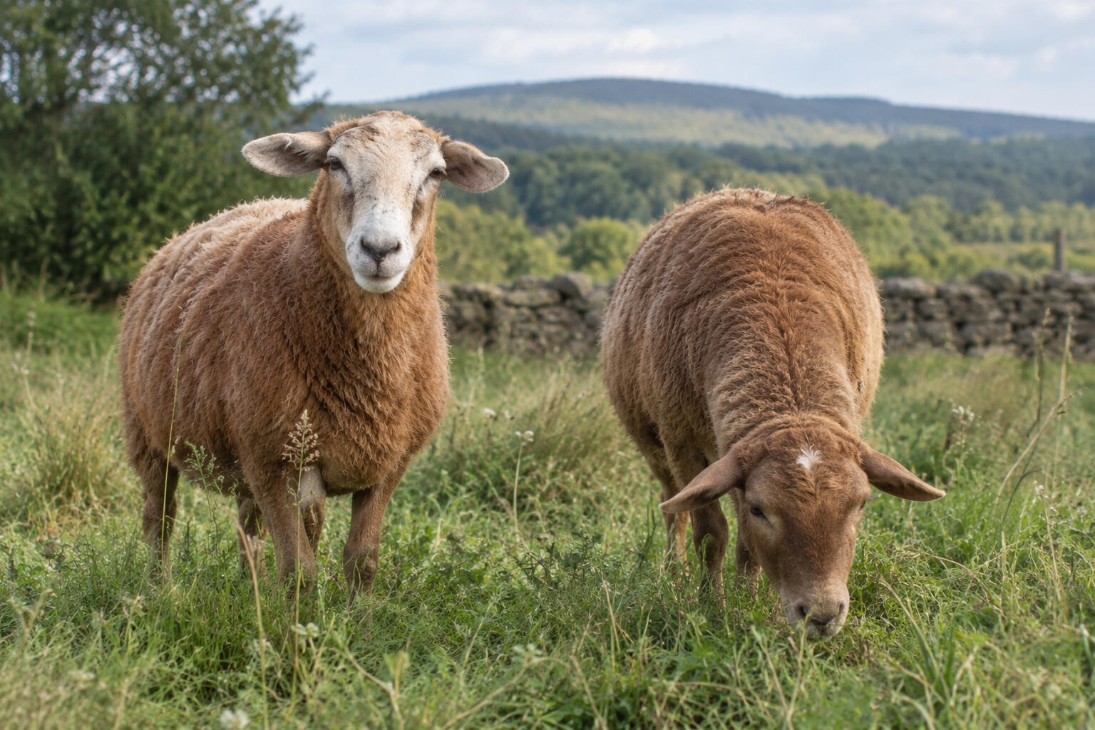 Katahdin Sheep Goods for Sale